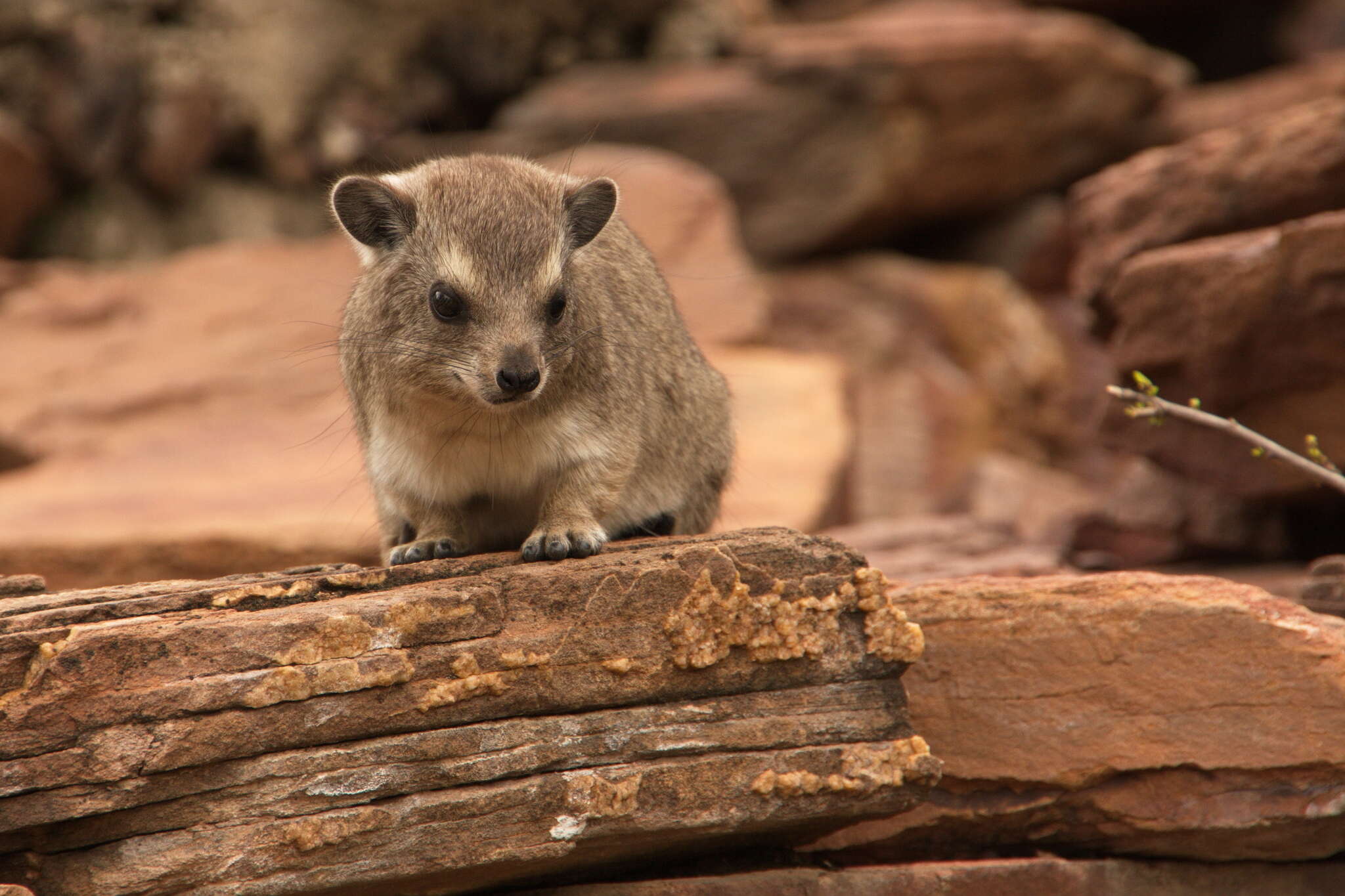 Image of Bush Hyrax