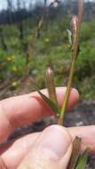 Imagem de Oenothera stricta subsp. stricta