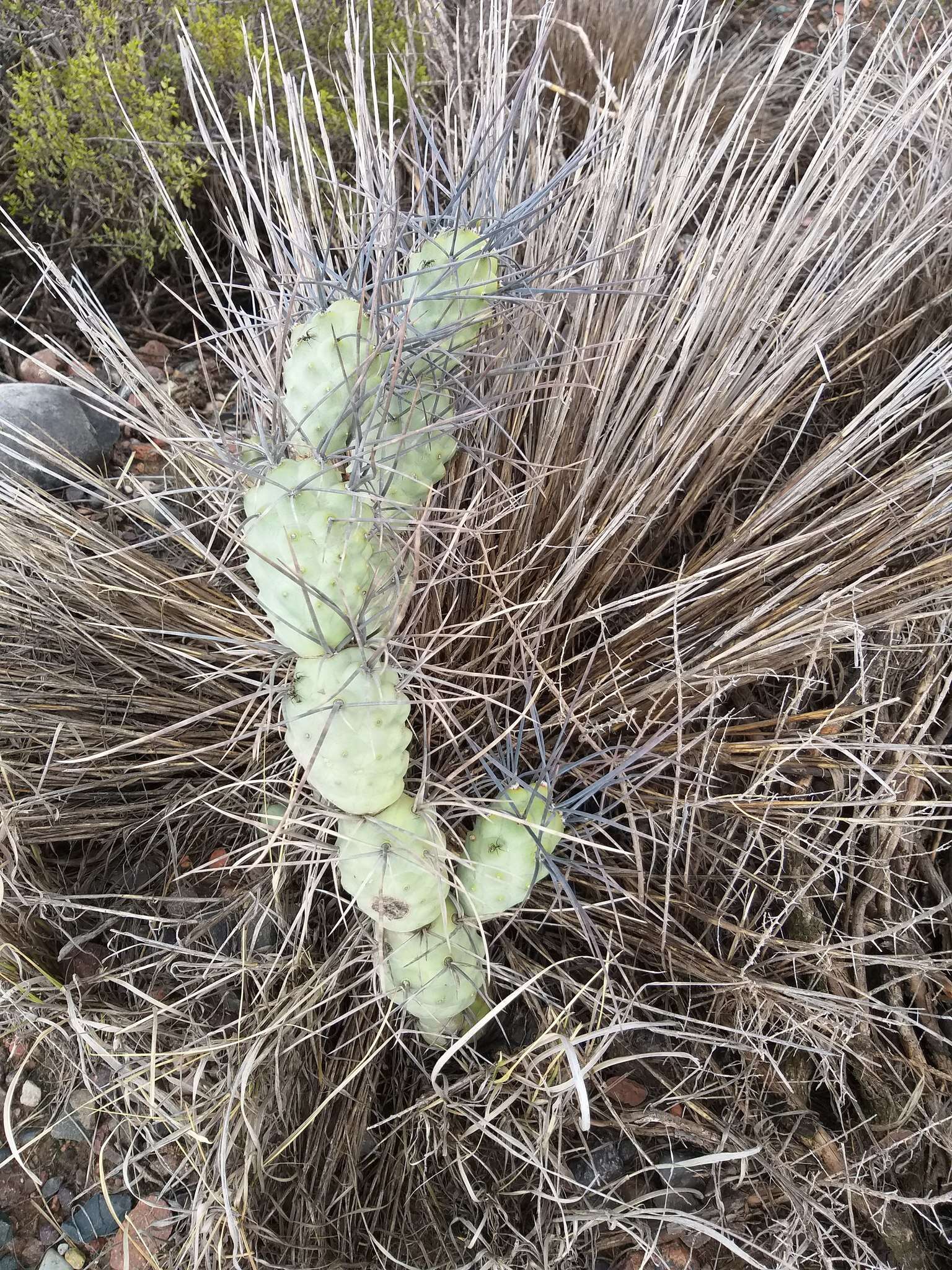 Image of Tephrocactus aoracanthus (Lem.) Lem.