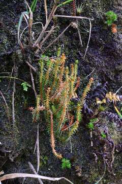 Image of Oriental clubmoss