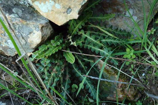 Image of Asplenium ceterach L.