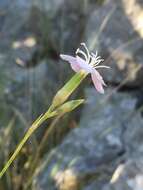 Image of Dianthus ciliatus subsp. dalmaticus (Celak.) Hayek