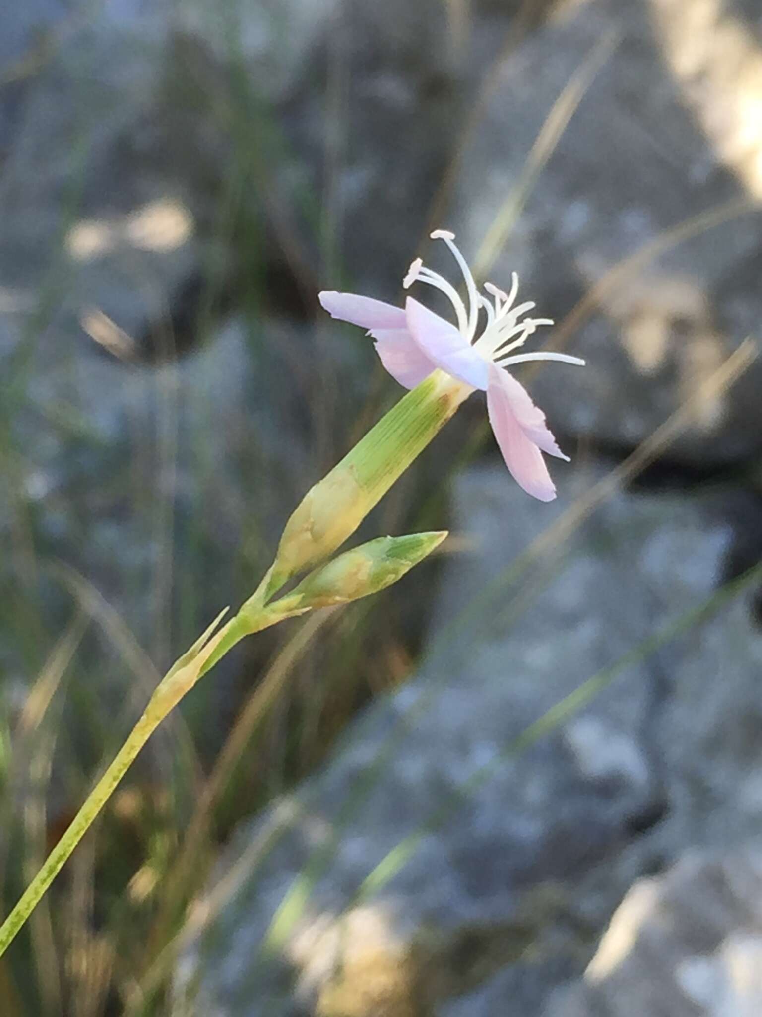 Image of Dianthus ciliatus subsp. dalmaticus (Celak.) Hayek