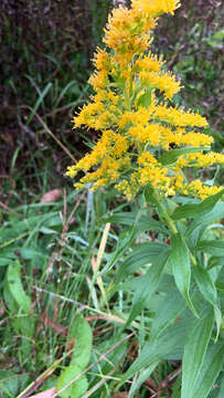 Image of Solidago altissima subsp. altissima