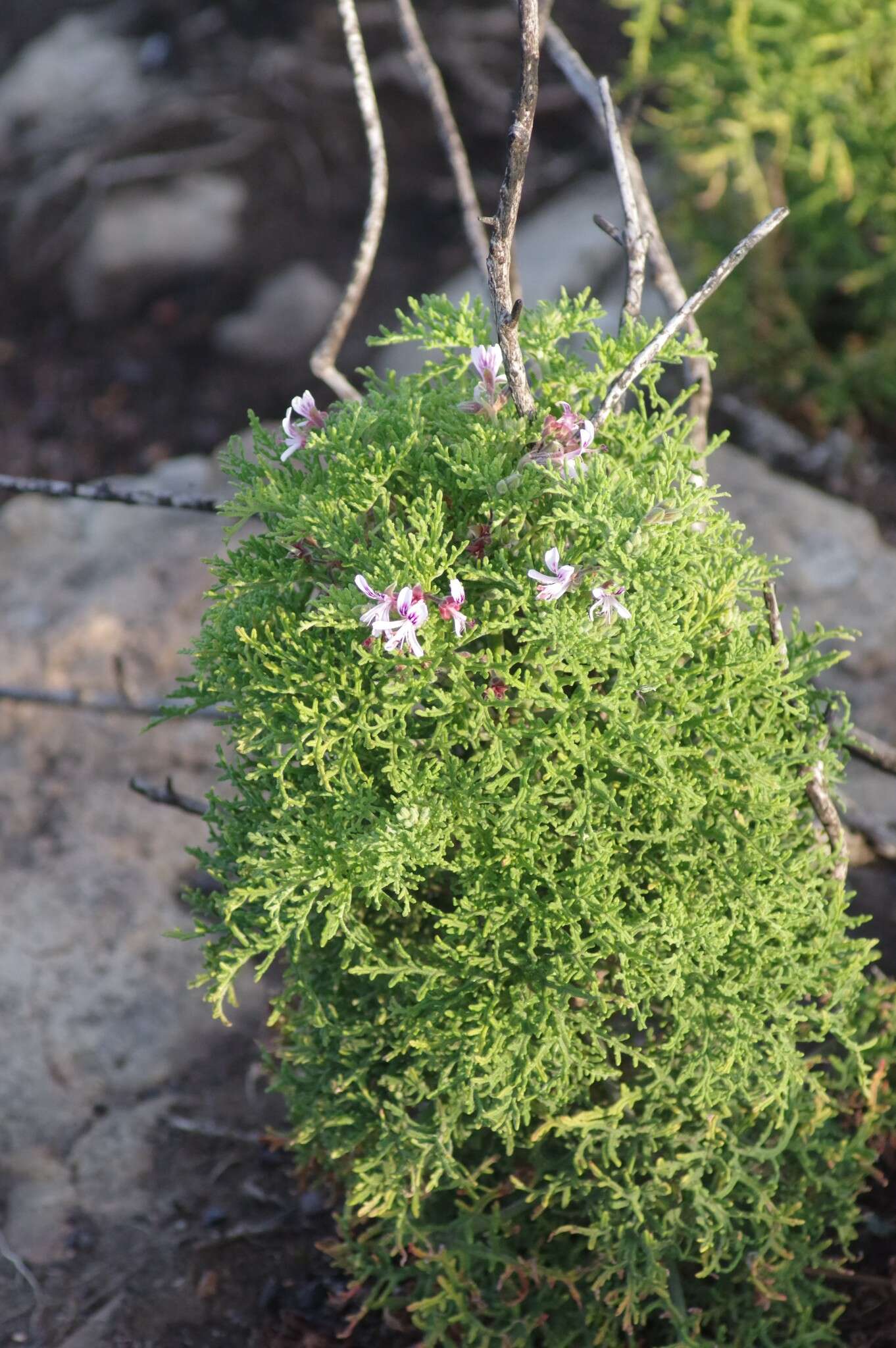 Image of rasp-leaf pelargonium