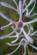 Image de Ceropegia rubella (E. Mey.) Bruyns