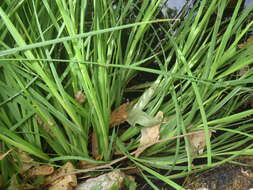 Imagem de Juncus saximontanus A. Nelson