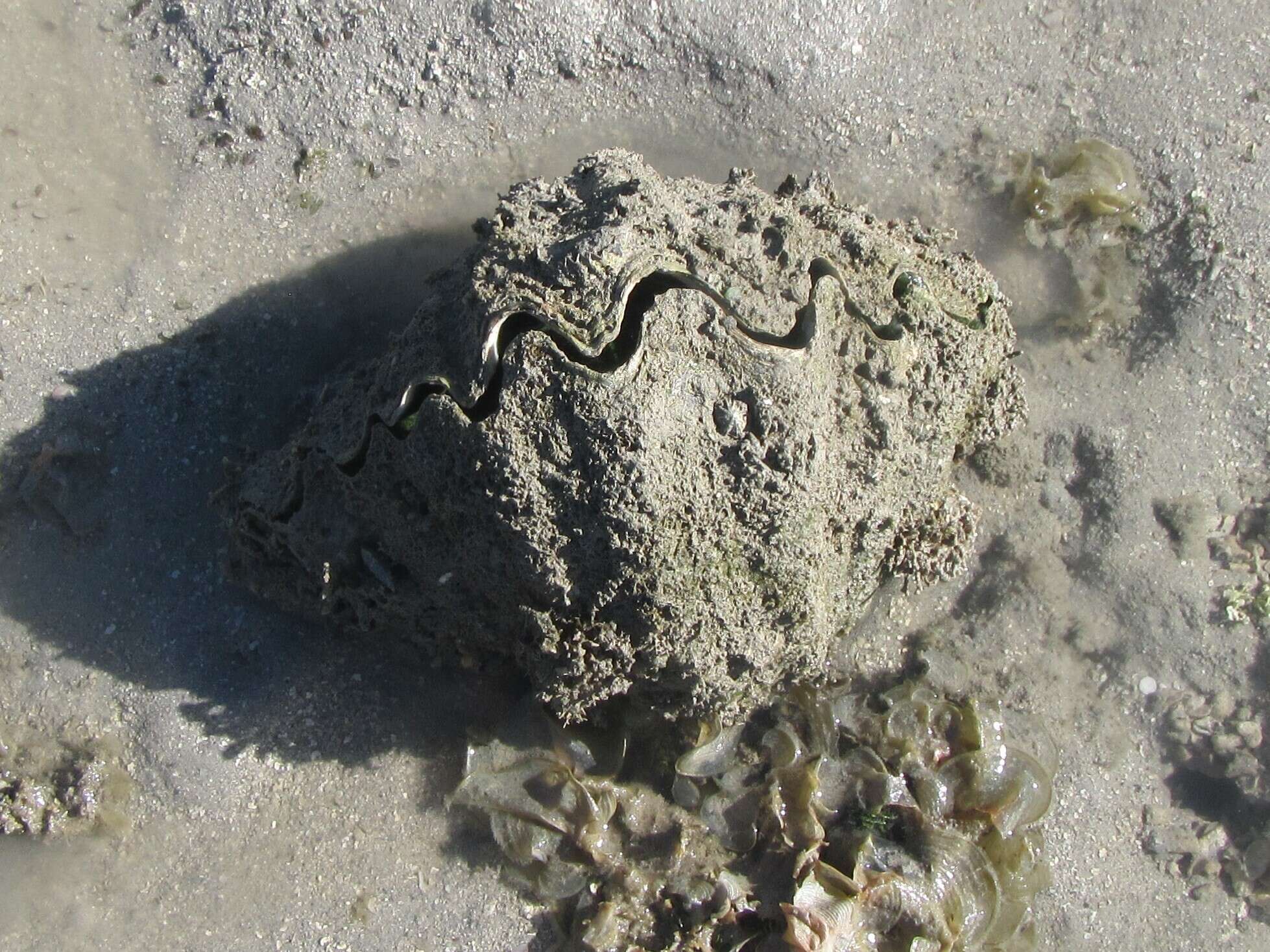 Image of Bear Paw Clam