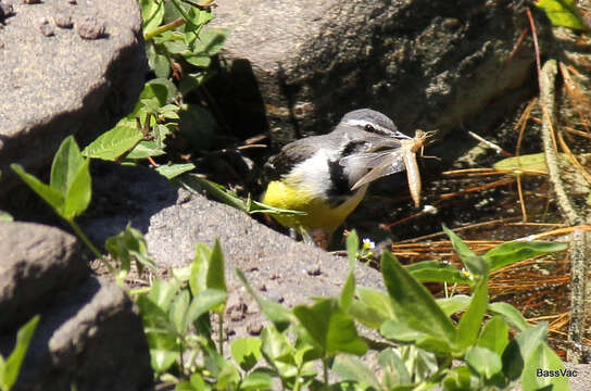 Image of Madagascan Wagtail