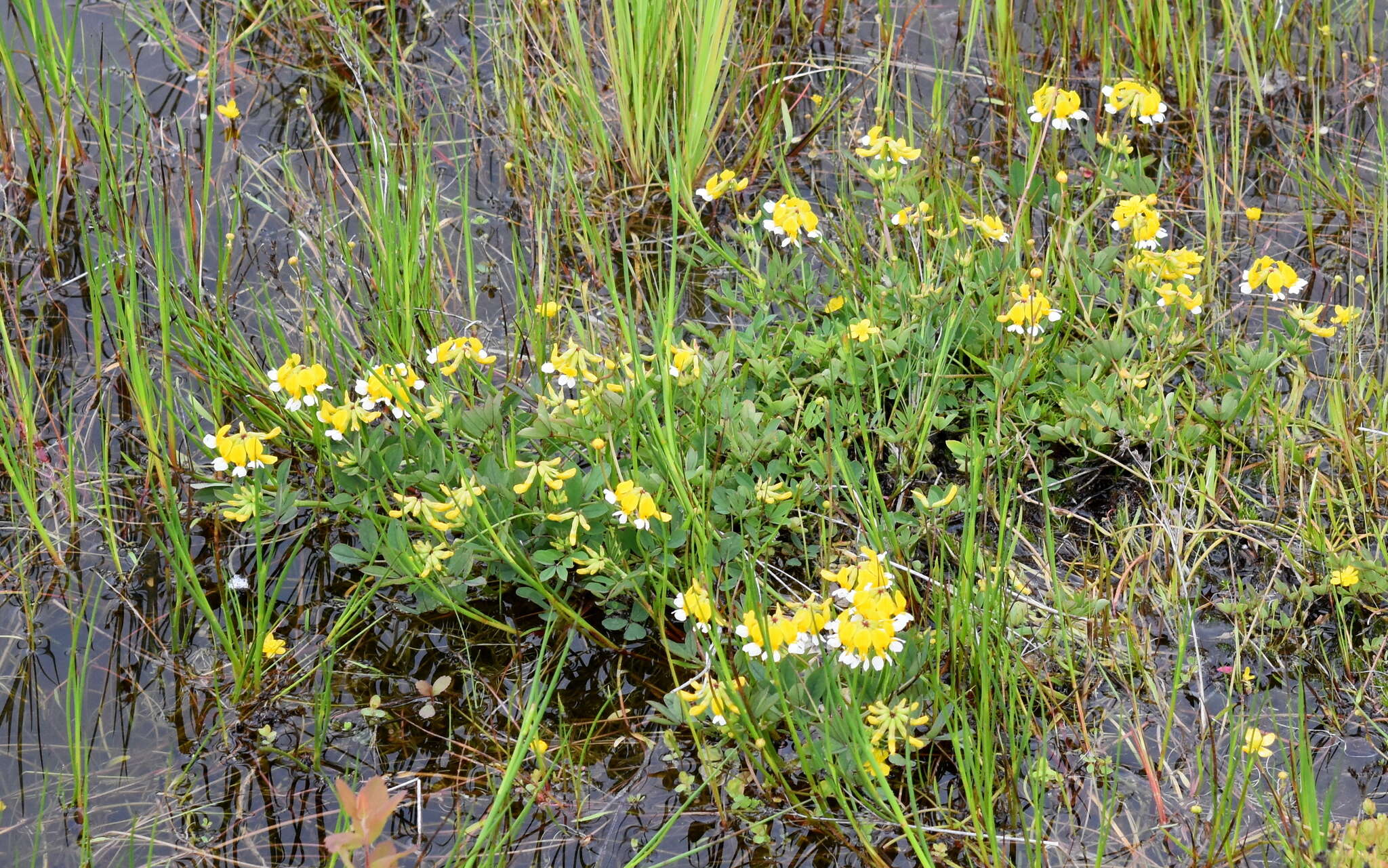 Image de Hosackia pinnata (Hook.) Abrams