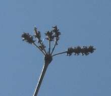 Image of Terminalia macrostachya (Standl.) Alwan & Stace