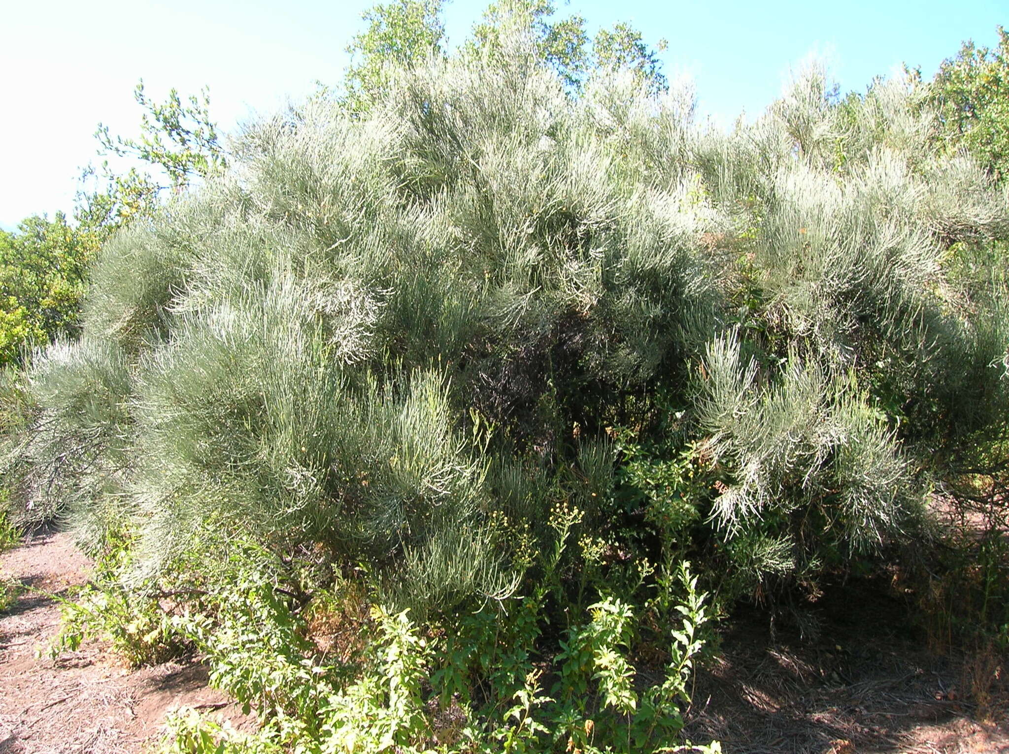 Image de Retanilla ephedra (Vent.) Brongniart