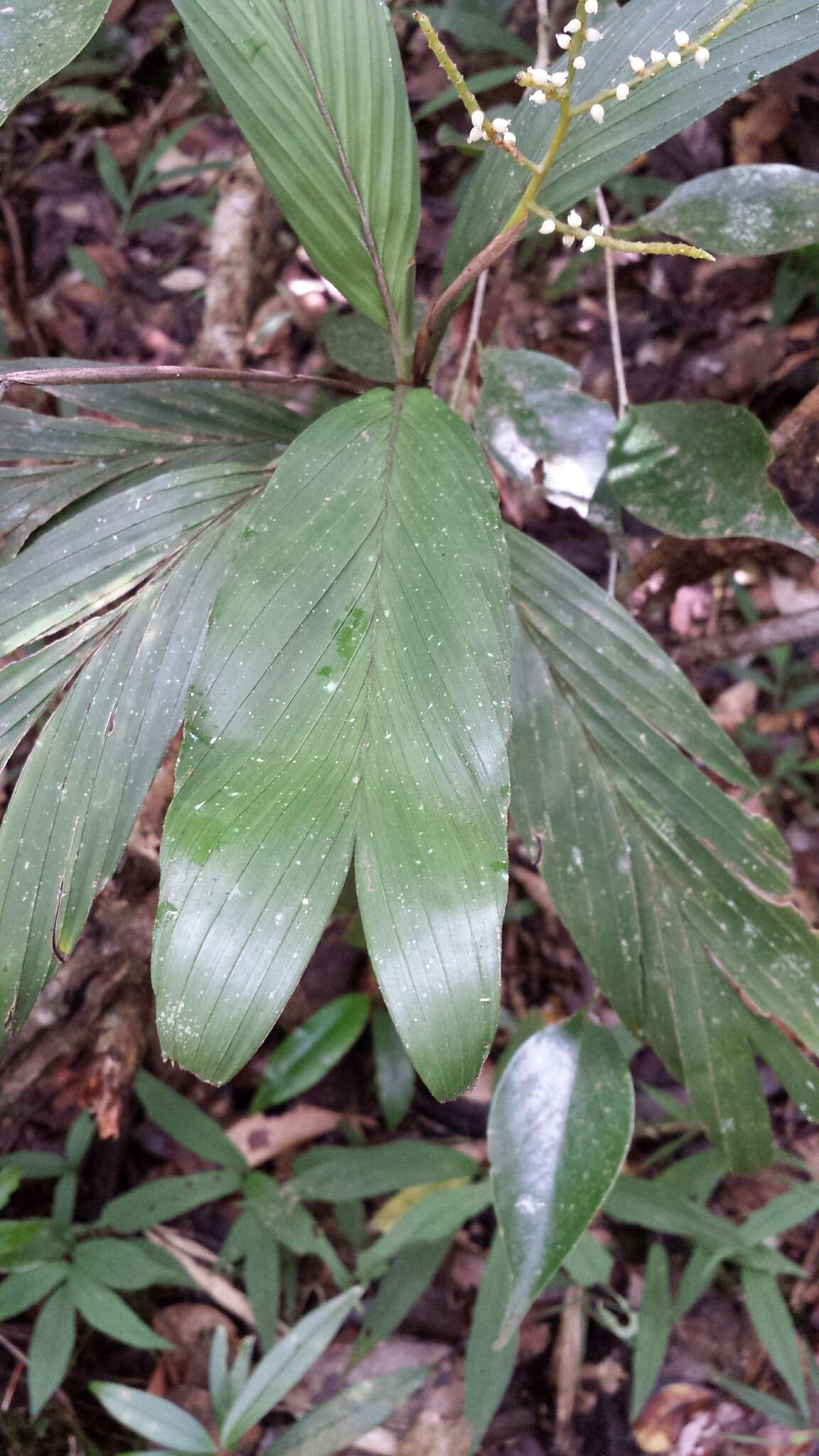 Image of Dypsis pulchella J. Dransf.