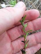 Image of Rough False Hedge-Nettle