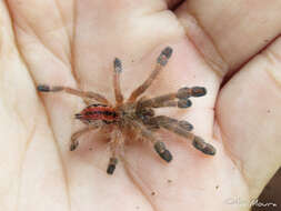 Image of Amazon Ribbed Spider