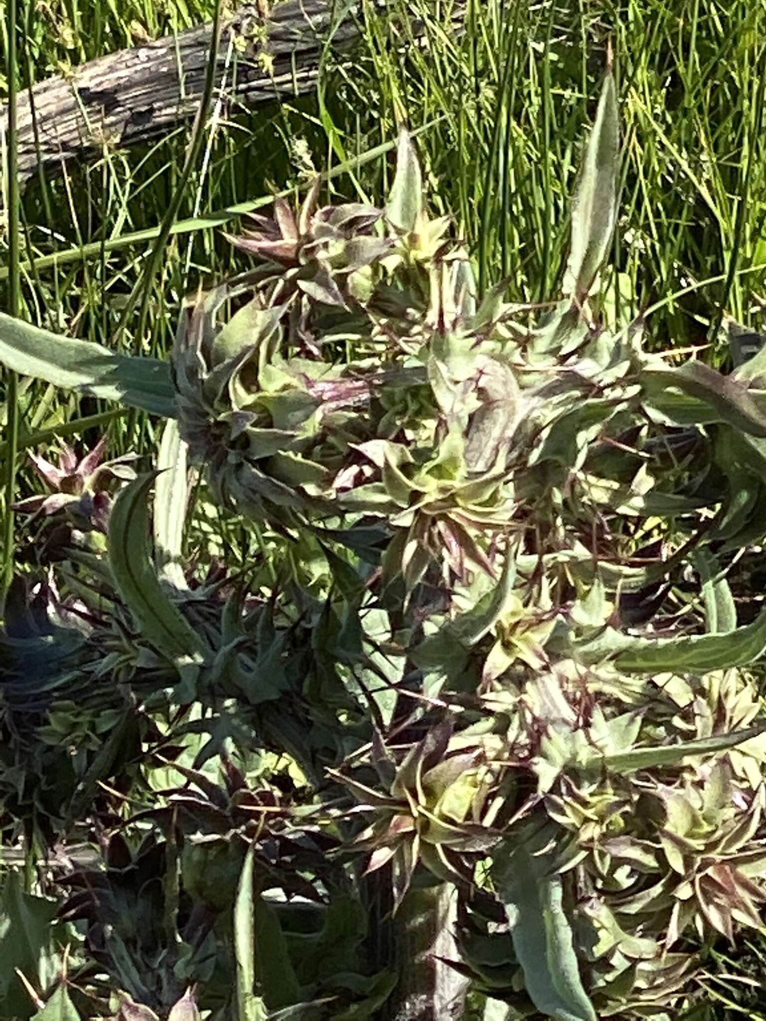 Image of Fountain Thistle