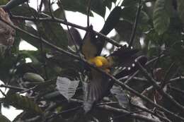 Image of African Emerald Cuckoo