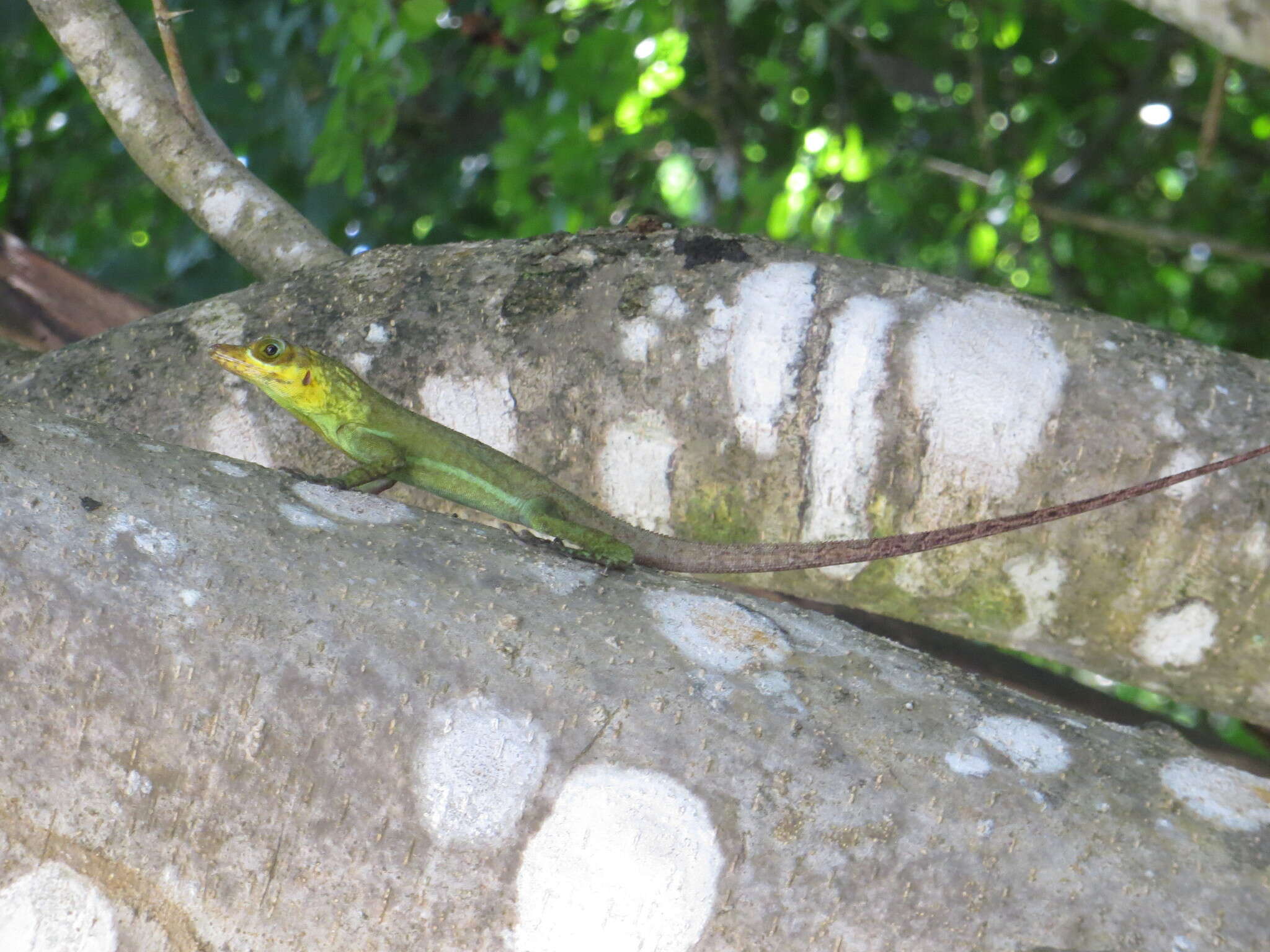 Image of Grenada tree anole