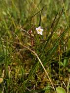 Image of hairy stonecrop