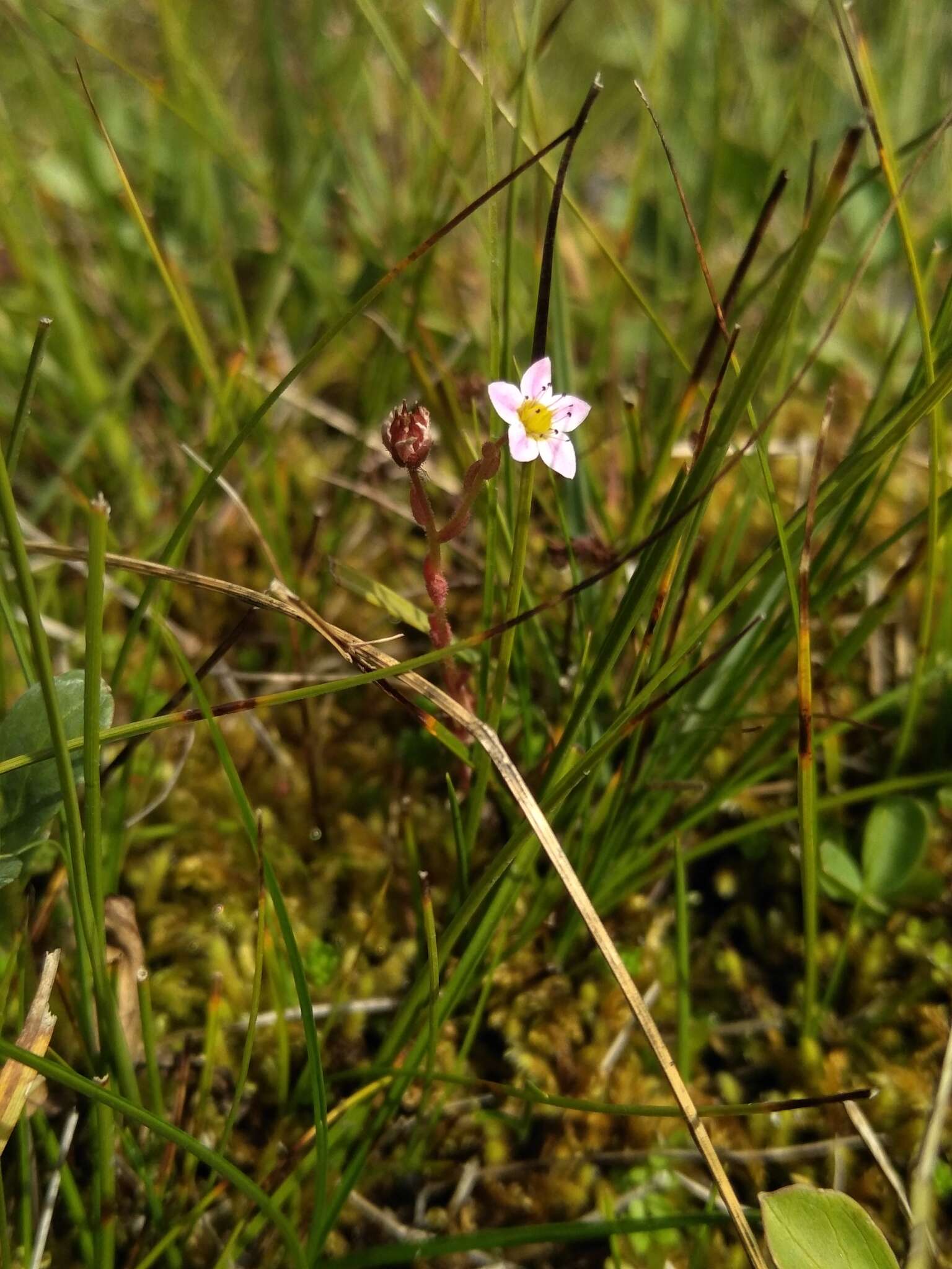 Image of hairy stonecrop