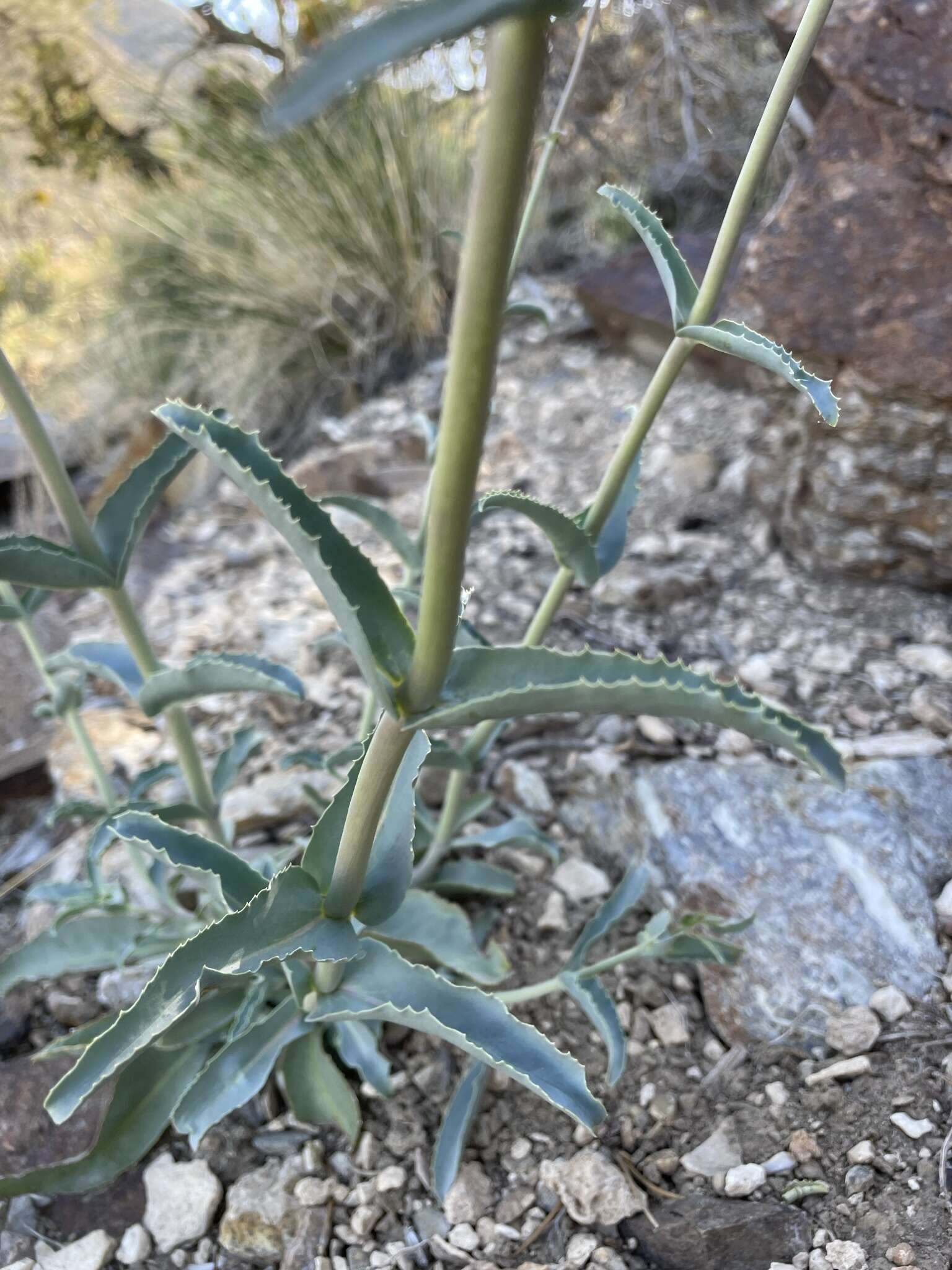 Image of Austin's beardtongue