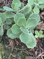 Image of lavender scallops