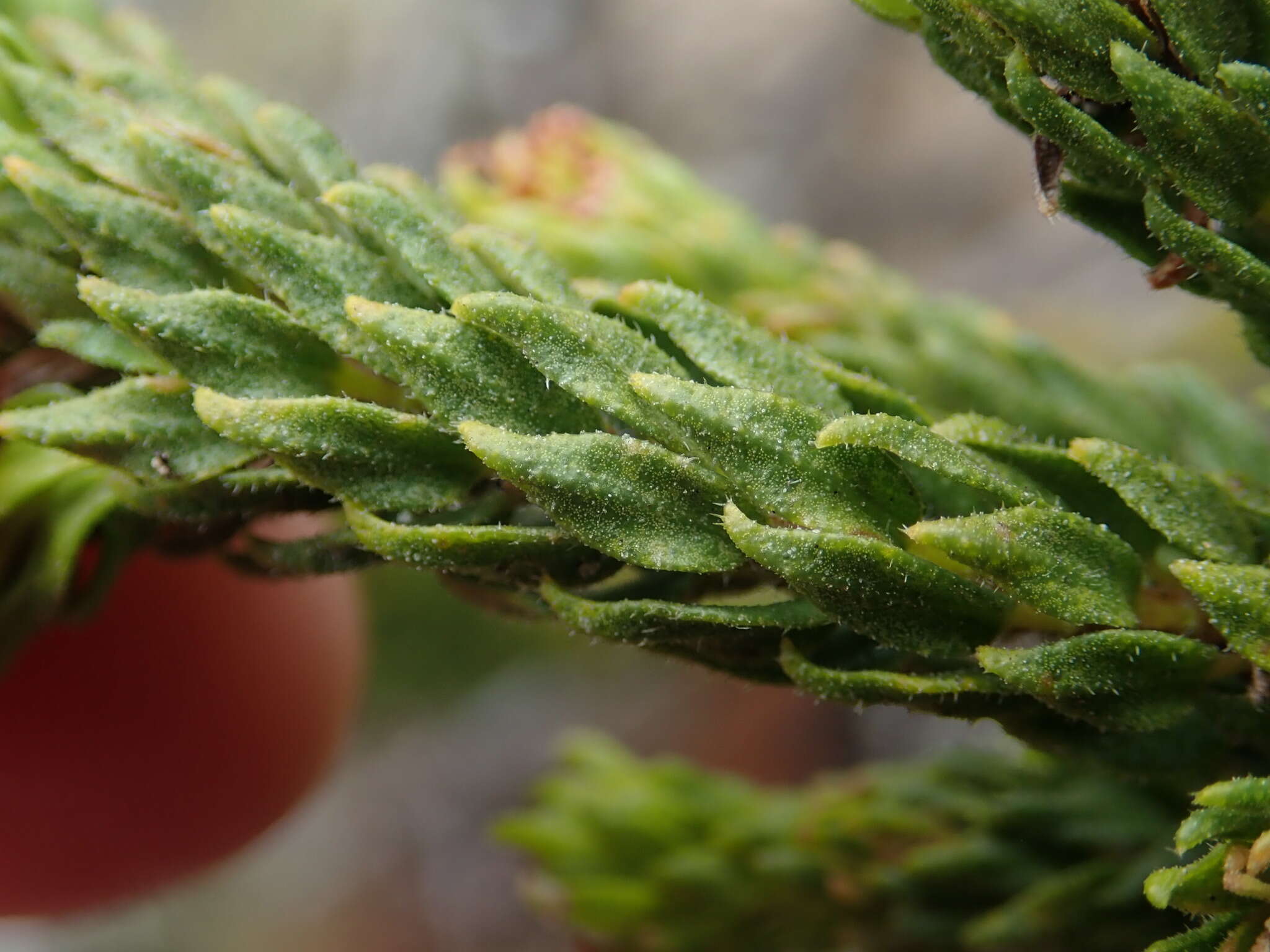 Image of Agathosma scaberula Dümmer