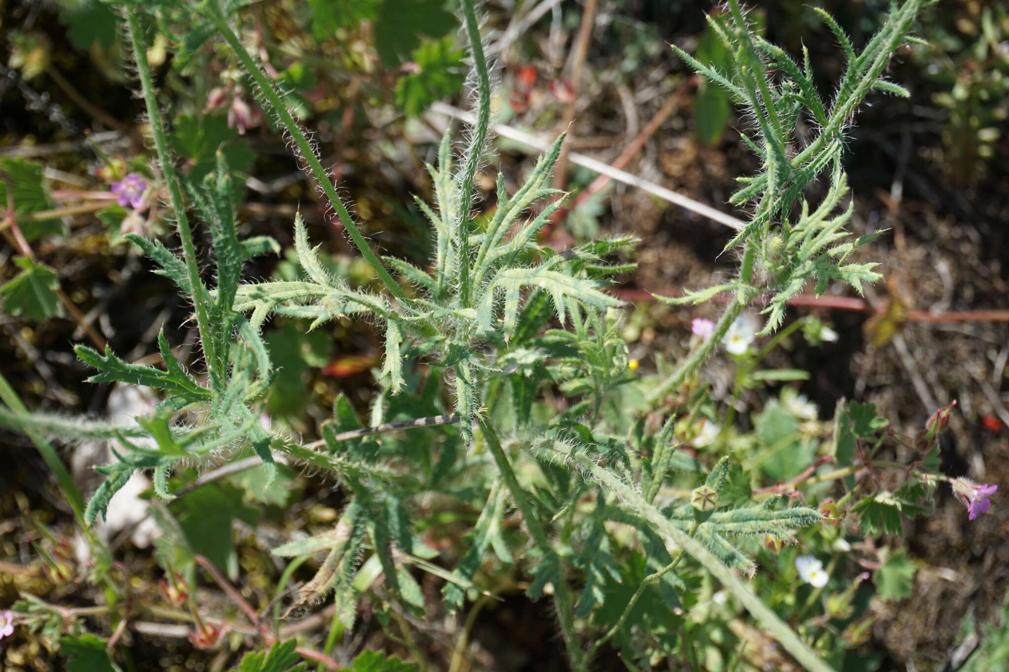 Image of Papaver dubium subsp. stevenianum (Mikheev) Kubat & Siposova