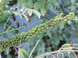 Image of desert false indigo