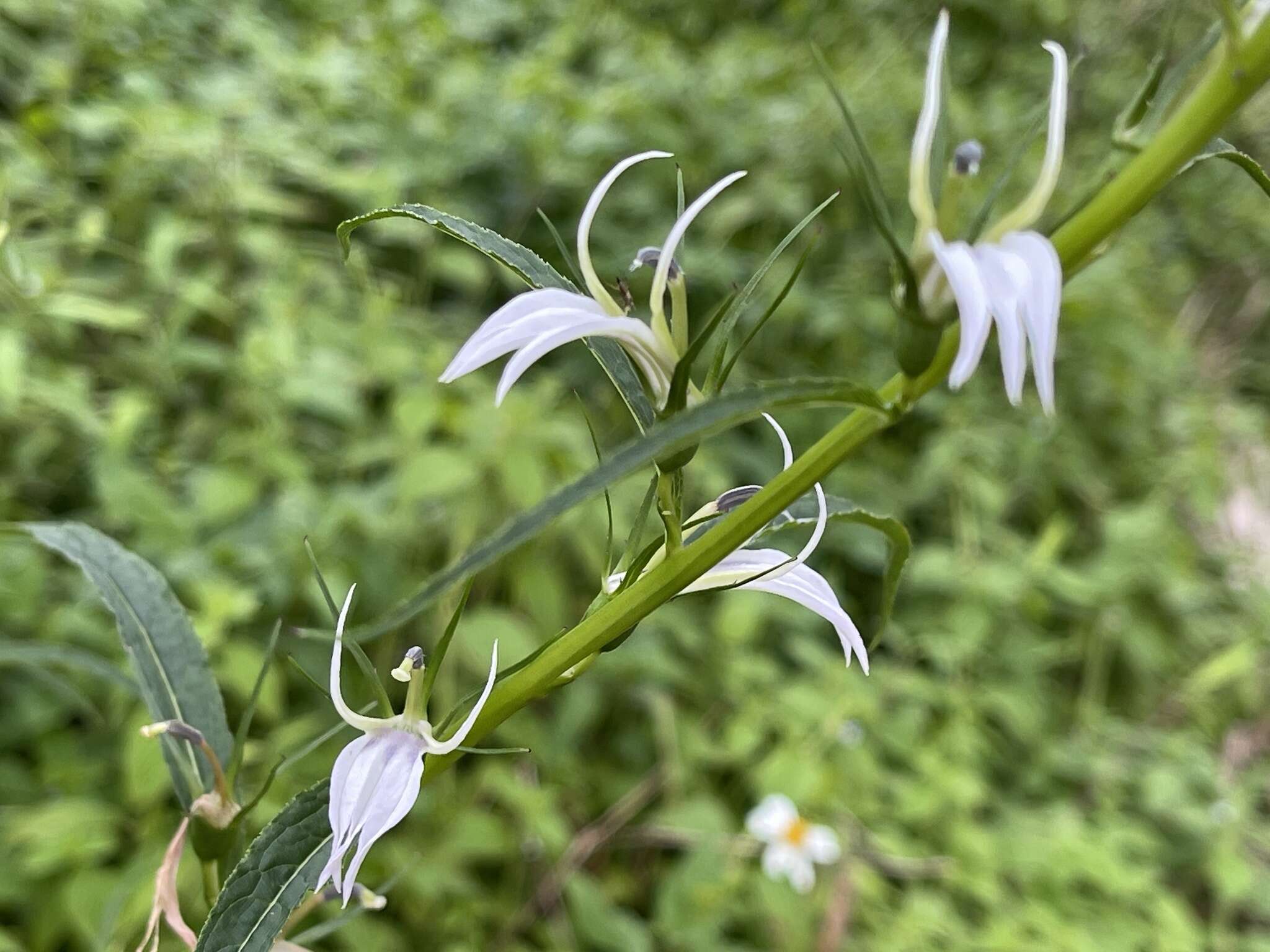 Image of Lobelia seguinii H. Lév. & Vaniot