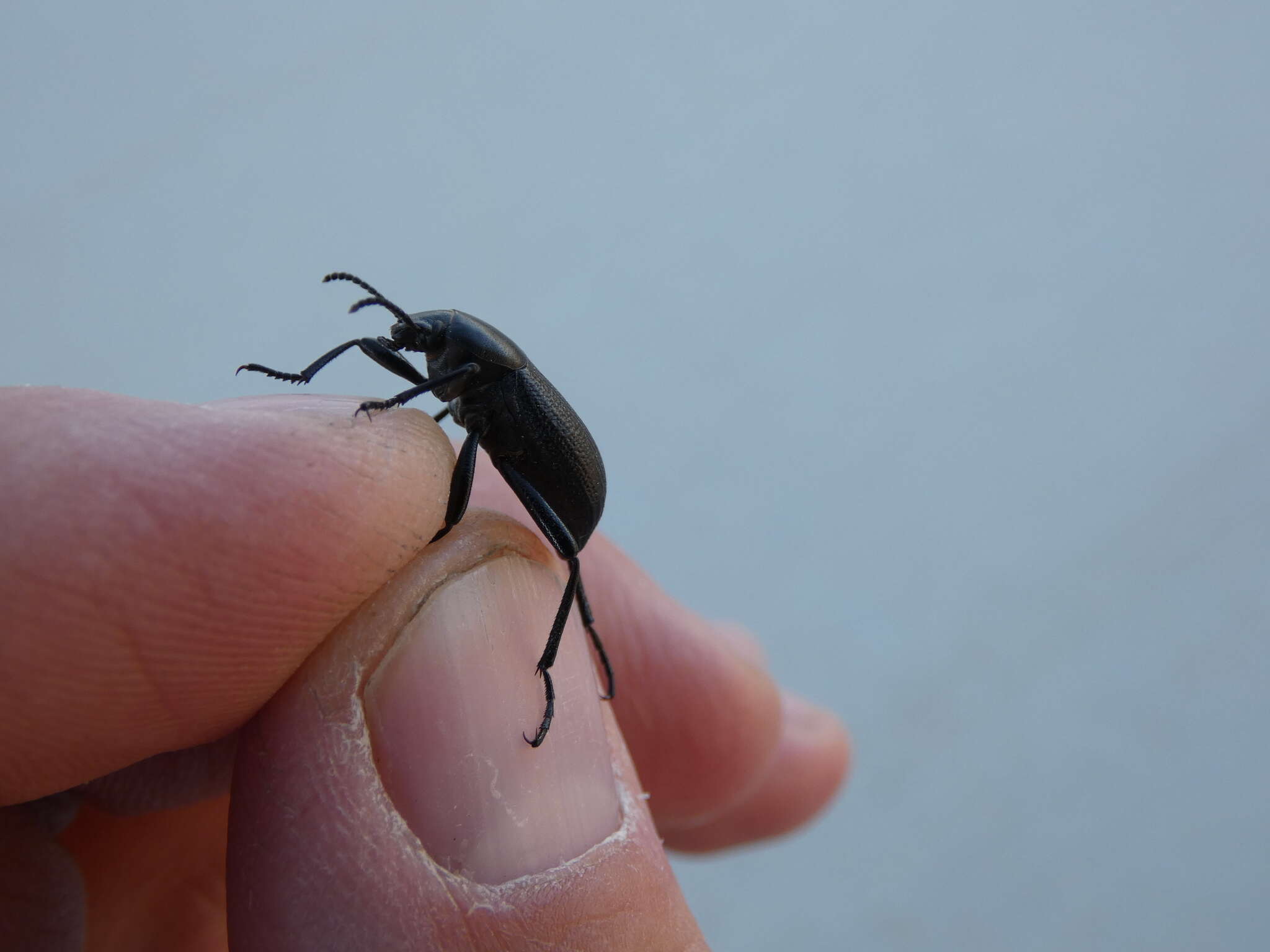 Imagem de Eleodes (Melaneleodes) carbonaria obsoleta (Say 1824)