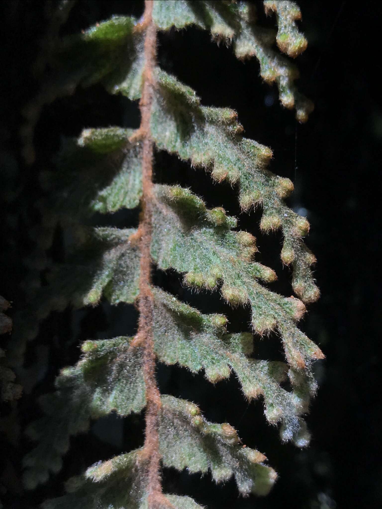 Image of Hymenophyllum tomentosum Kunze