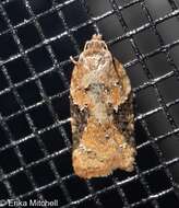 Image of Acleris braunana McDunnough 1934