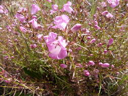 صورة Agalinis genistifolia (Cham. & Schltdl.) W. G. D' Arcy