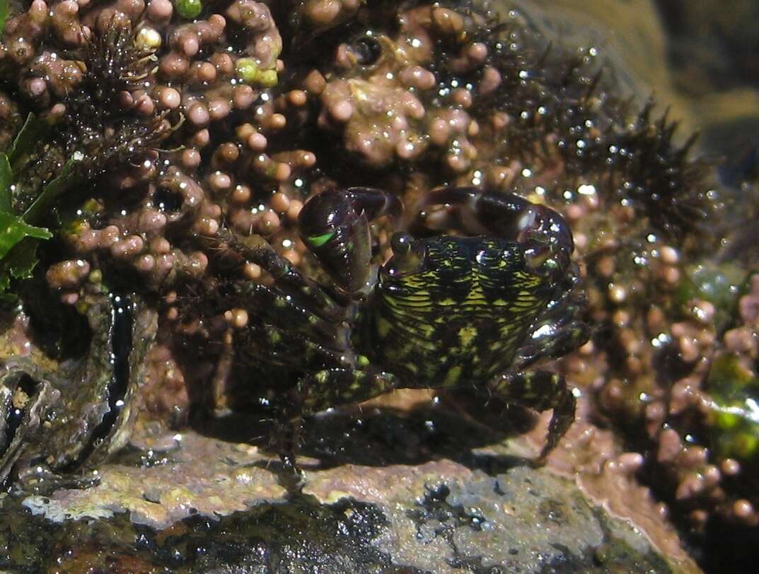 Image of mottled shore crab