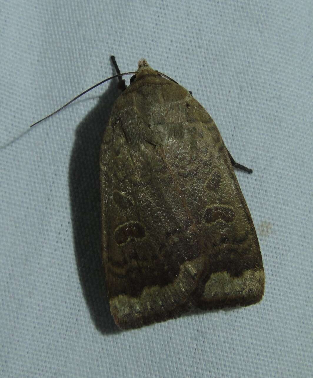 صورة Abagrotis alternata Grote 1864