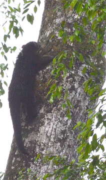 صورة Arctictis binturong binturong (Raffles 1821)