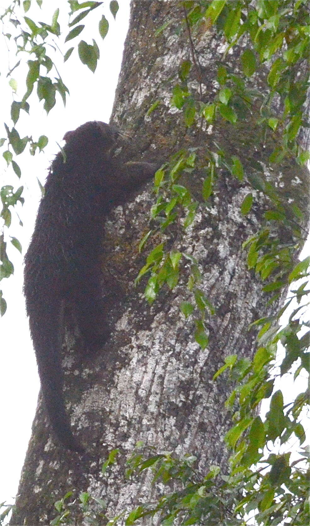 Image of Arctictis binturong binturong (Raffles 1821)