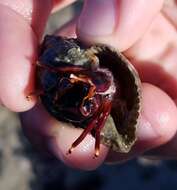 Image of orange claw hermit crab