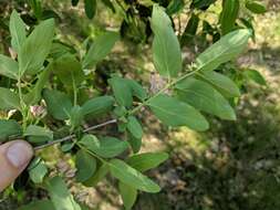 Image de Lonicera bella Zab.