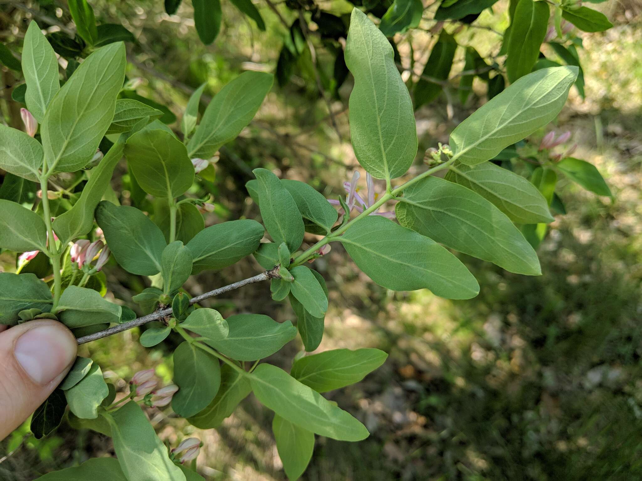 Sivun Lonicera bella Zab. kuva