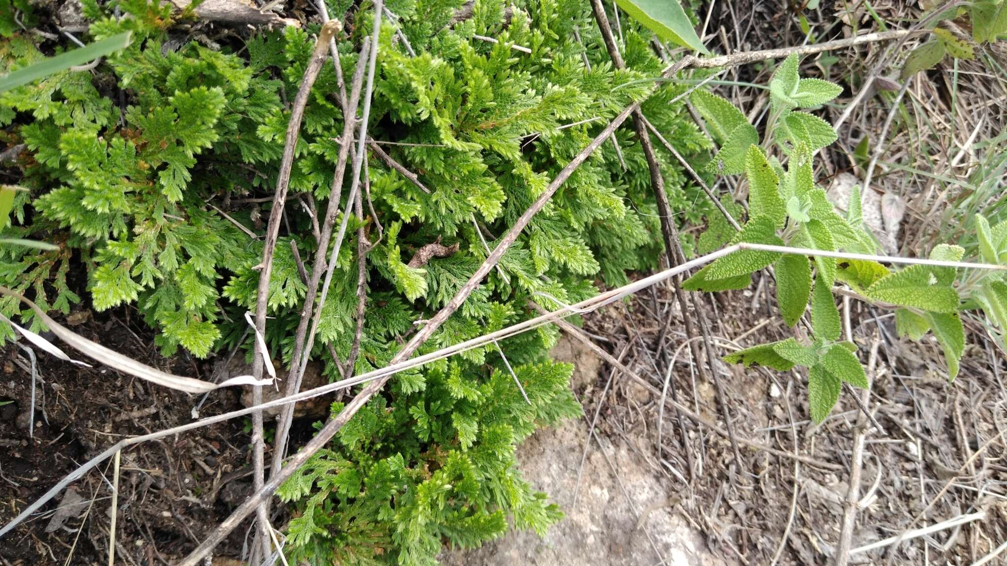 Image of Selaginella pallescens (C. Presl) Spring