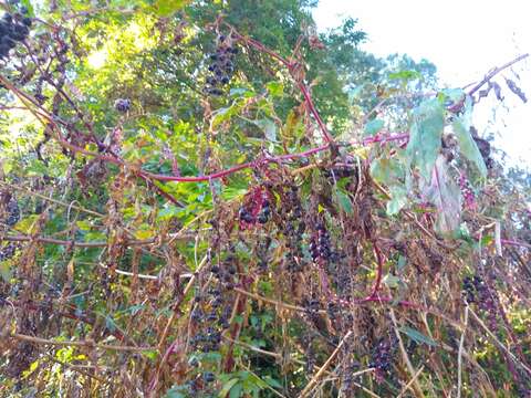 Image of Phytolacca americana var. americana