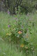 Image of tree mallow