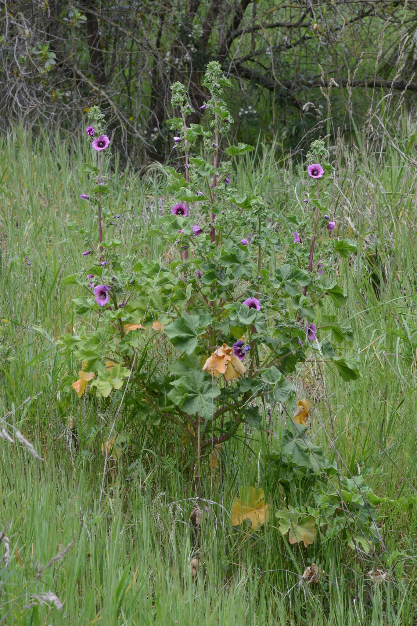 Image of tree mallow