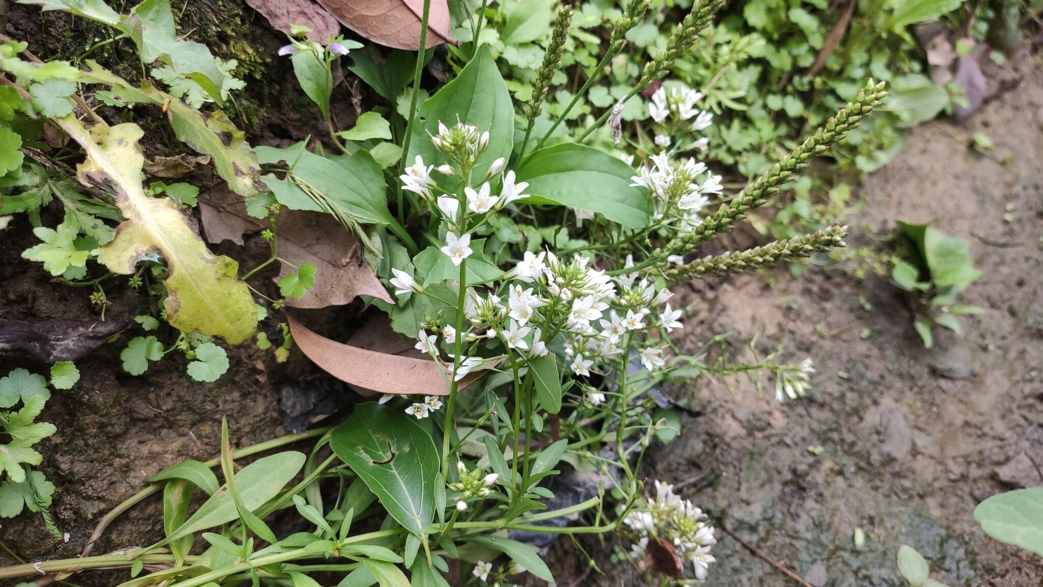 Imagem de Lysimachia candida Lindl.