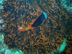 Image of Blackback anemonefish