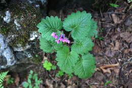 Image of Primula matthioli Richt.