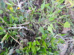 Image of Matelea trachyantha (Greenman) W. D. Stevens