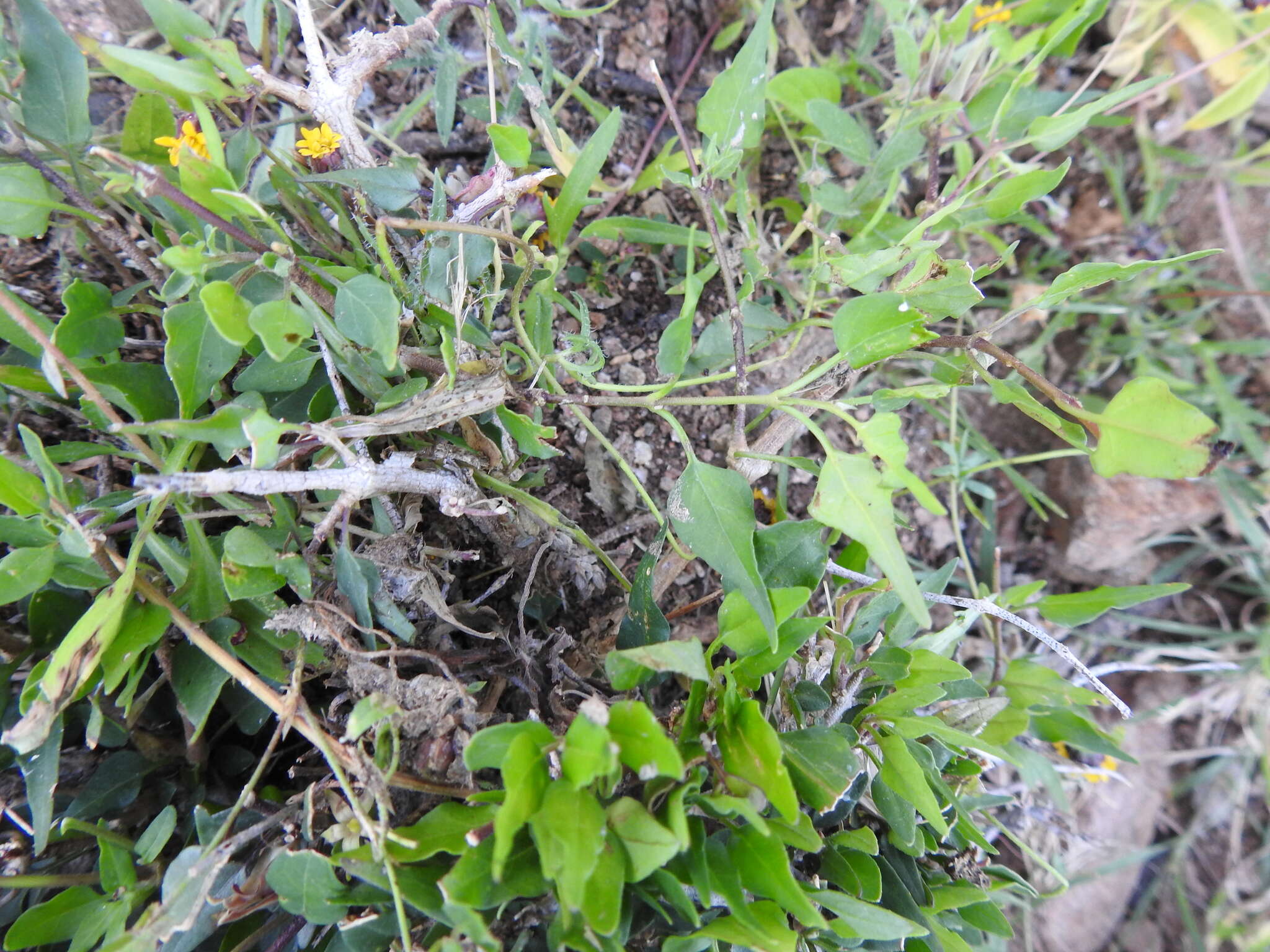 Image of Matelea trachyantha (Greenman) W. D. Stevens